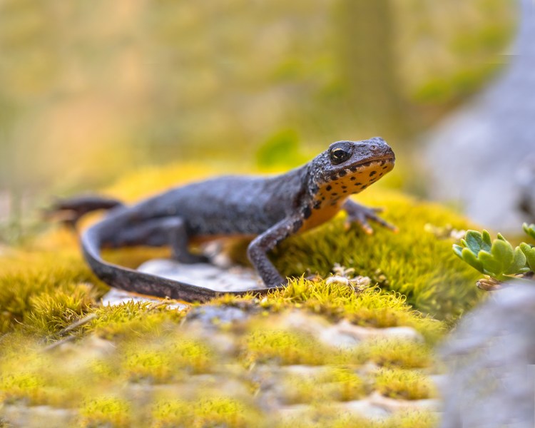 Alpine Newt - Pair- Adult